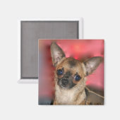 チワワの子犬空白の磁石 マグネット (正面/裏面)