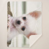 チワワの子犬 シェルパブランケット (正面)