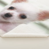 チワワの子犬 シェルパブランケット (3/4)