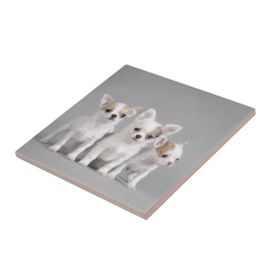 チワワの子犬 タイル (側面)