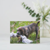 チワワの子犬 ポストカード (スタンド正面)