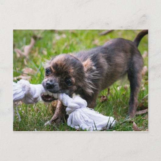 チワワの子犬 ポストカード (正面)