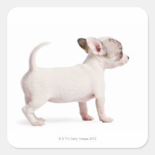 チワワの子犬(10週古い)の側面図 スクエアシール