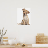 チワワの子犬（2カ月） ポスター (キッチン)