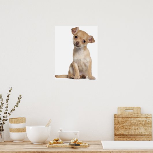 チワワの子犬(2カ月) ポスター (キッチン)
