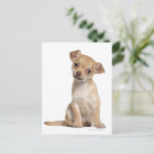 チワワの子犬(2カ月) ポストカード (スタンド正面)