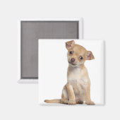 チワワの子犬(2カ月) マグネット (正面/裏面)