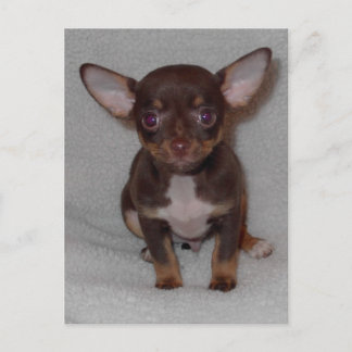 チワワの法則1 ポストカード