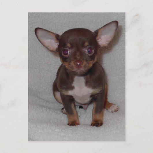 チワワの法則1 ポストカード (正面)