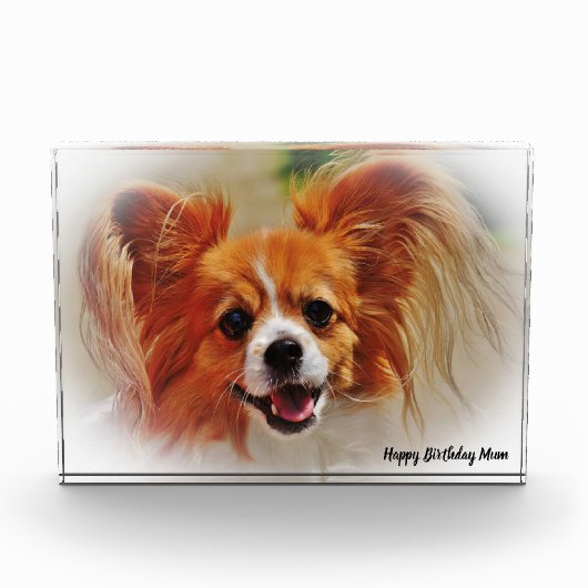 チワワの犬。 フォトブロック (正面)