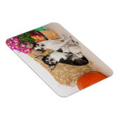 チワワの秋 マグネット (右側)