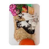 チワワの秋 マグネット (縦)