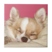 チワワの顔のタイル タイル (正面)