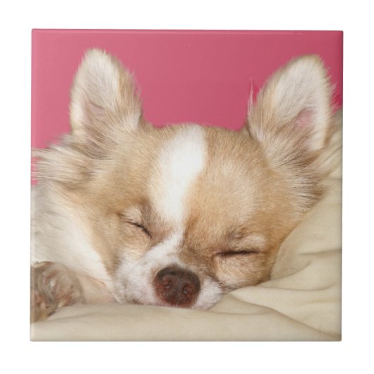 チワワの顔のタイル タイル (正面)