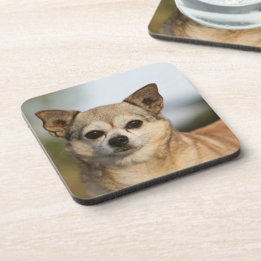 チワワのHeadshot コースター (左側)