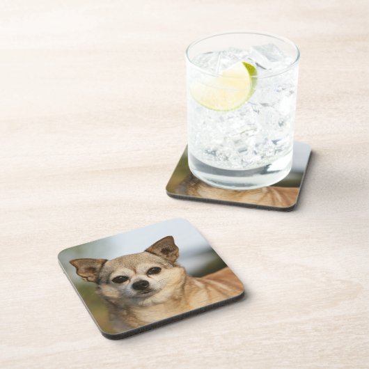 チワワのHeadshot コースター (右側)