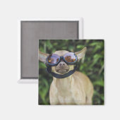 チワワはゴーグルを付けて マグネット (正面/裏面)