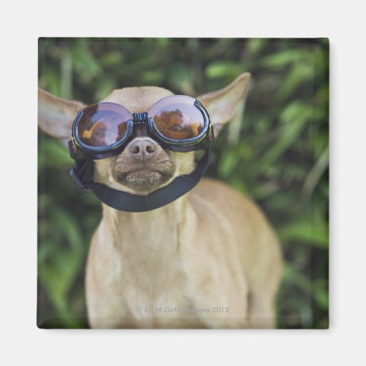 チワワはゴーグルを付けて マグネット (正面)