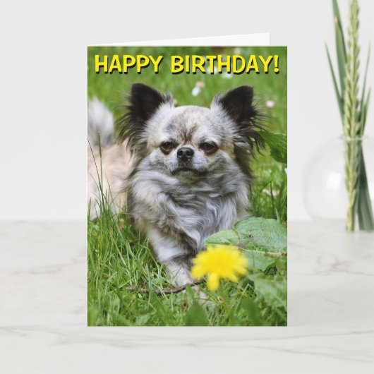 チワワインフラワー誕生日カード カード (正面)