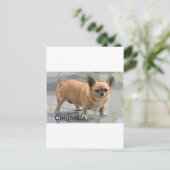 チワワチワワ чихуахуа צ'יוואווה ポストカード (スタンド正面)