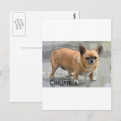 チワワチワワ чихуахуа צ'יוואווה ポストカード (正面/裏面)