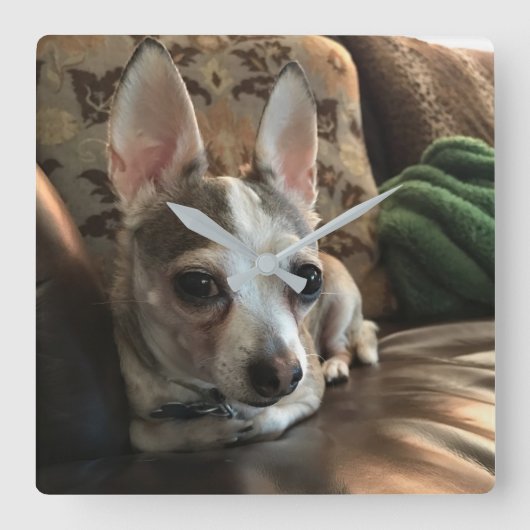 チワワドッグウォールクロック スクエア壁時計 (正面)