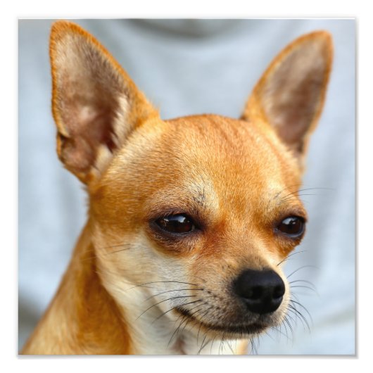 チワワベビー フォトプリント            (正面)