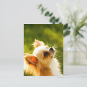 チワワポートレート ポストカード (スタンド正面)