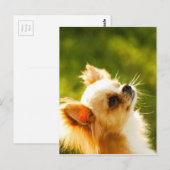 チワワポートレート ポストカード (正面/裏面)