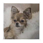 チワワリラックスス タイル (正面)