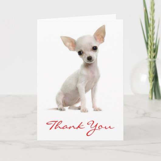 チワワワワンピー犬グリーティングカードありがとう サンキューカード (正面)