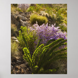 チワワン砂漠の植物開花 ポスター