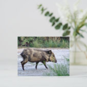 チワワン砂漠の風景10ジャヴェリナ ポストカード (スタンド正面)