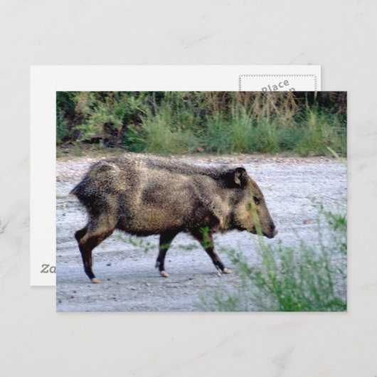 チワワン砂漠の風景10ジャヴェリナ ポストカード (正面/裏面)