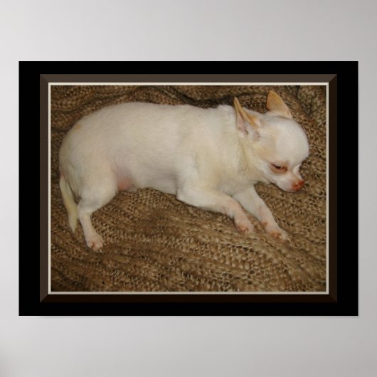 チワワ保の片目オープンポスター ポスター (正面)