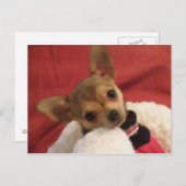 チワワ子犬のはがき ポストカード (正面/裏面)