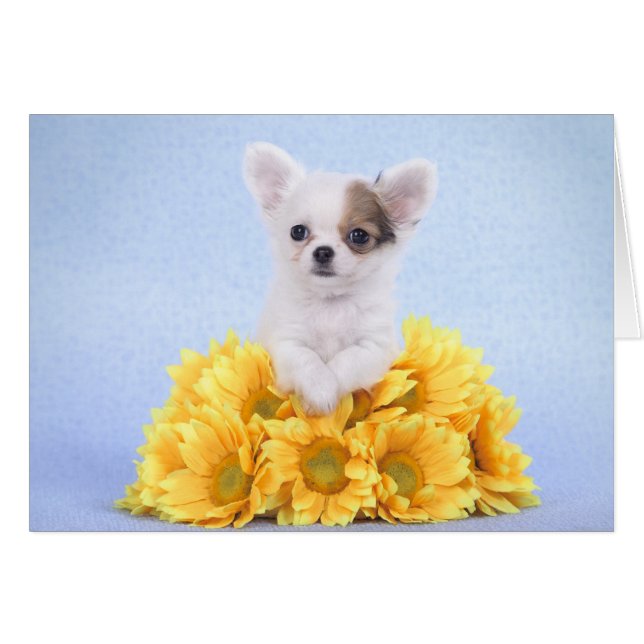 チワワ子犬 (正面横)