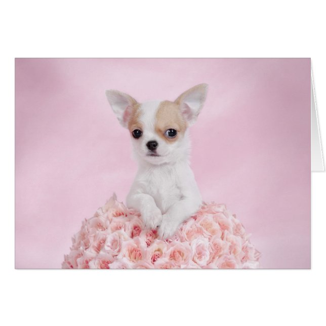 チワワ子犬 (正面横)