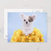 チワワ子犬 ポストカード (正面/裏面)