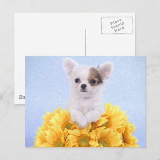 チワワ子犬 ポストカード (正面/裏面)