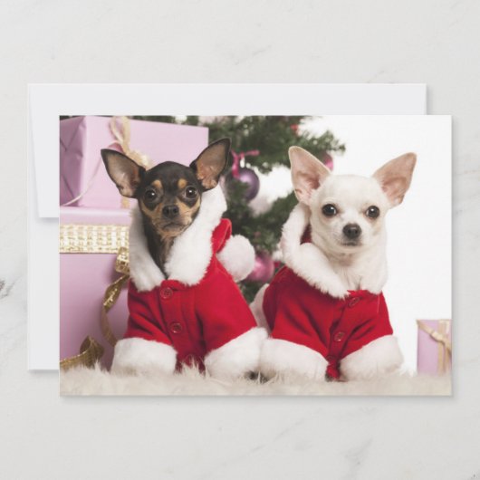 チワワ座ってクリスマススーツを着て シーズンカード (正面)