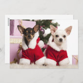 チワワ座ってクリスマススーツを着て シーズンカード (正面/裏面)