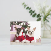 チワワ座ってクリスマススーツを着て シーズンポストカード (スタンド正面)