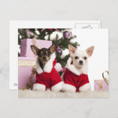 チワワ座ってクリスマススーツを着て シーズンポストカード (正面/裏面)