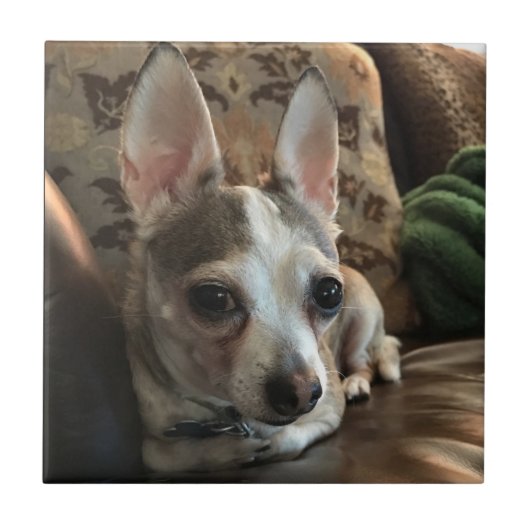 チワワ犬のセラミックタイル タイル (正面)