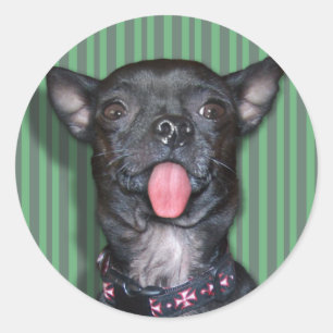 チワワ犬舌 ラウンドシール
