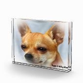 チワワ犬。 フォトブロック (右)