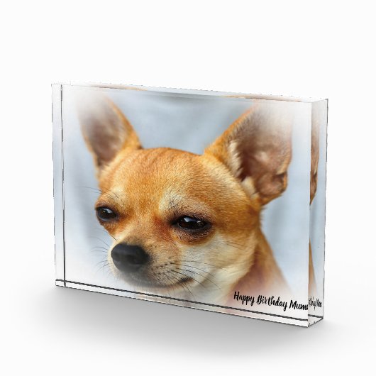 チワワ犬。 フォトブロック (右)