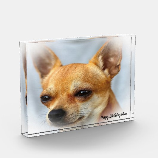 チワワ犬。 フォトブロック (左)