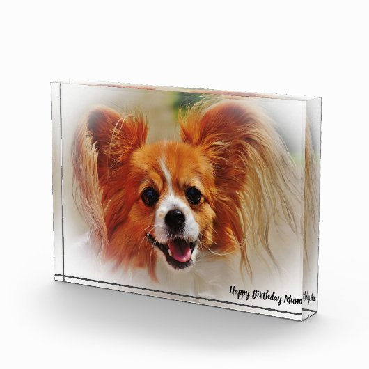 チワワ犬。 フォトブロック (右)